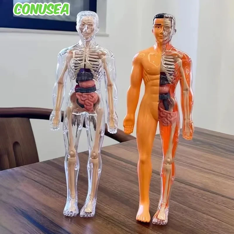 

Children's Science Education Cognitive Assembly Human Skeleton Organ Model Toys Skeleton Structure Puzzle Assembly Toys for Kids
