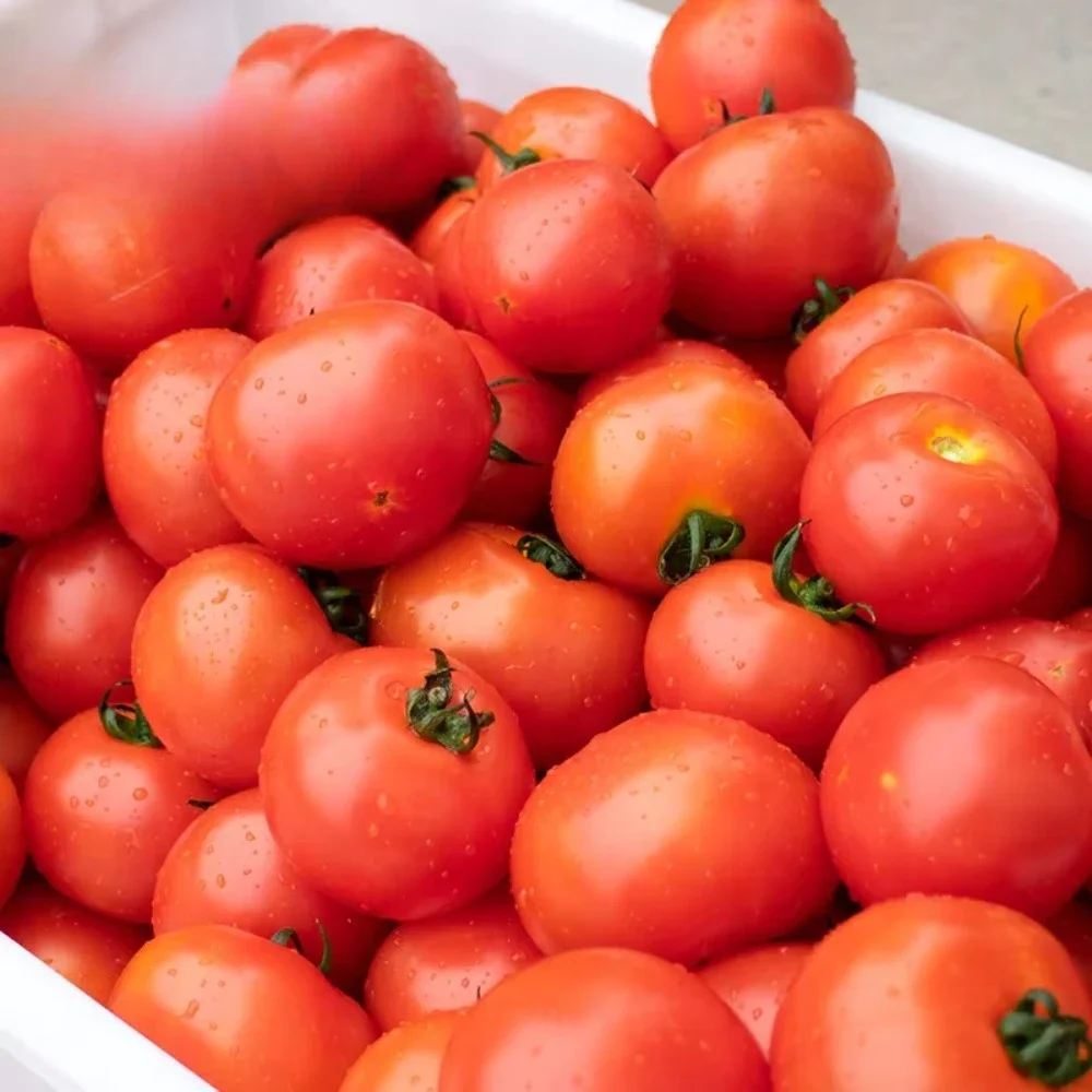 

Multifunctional Vegetable Tomato Parallel Roller Washer High Pressure Spray Fruit Washer TS-M100