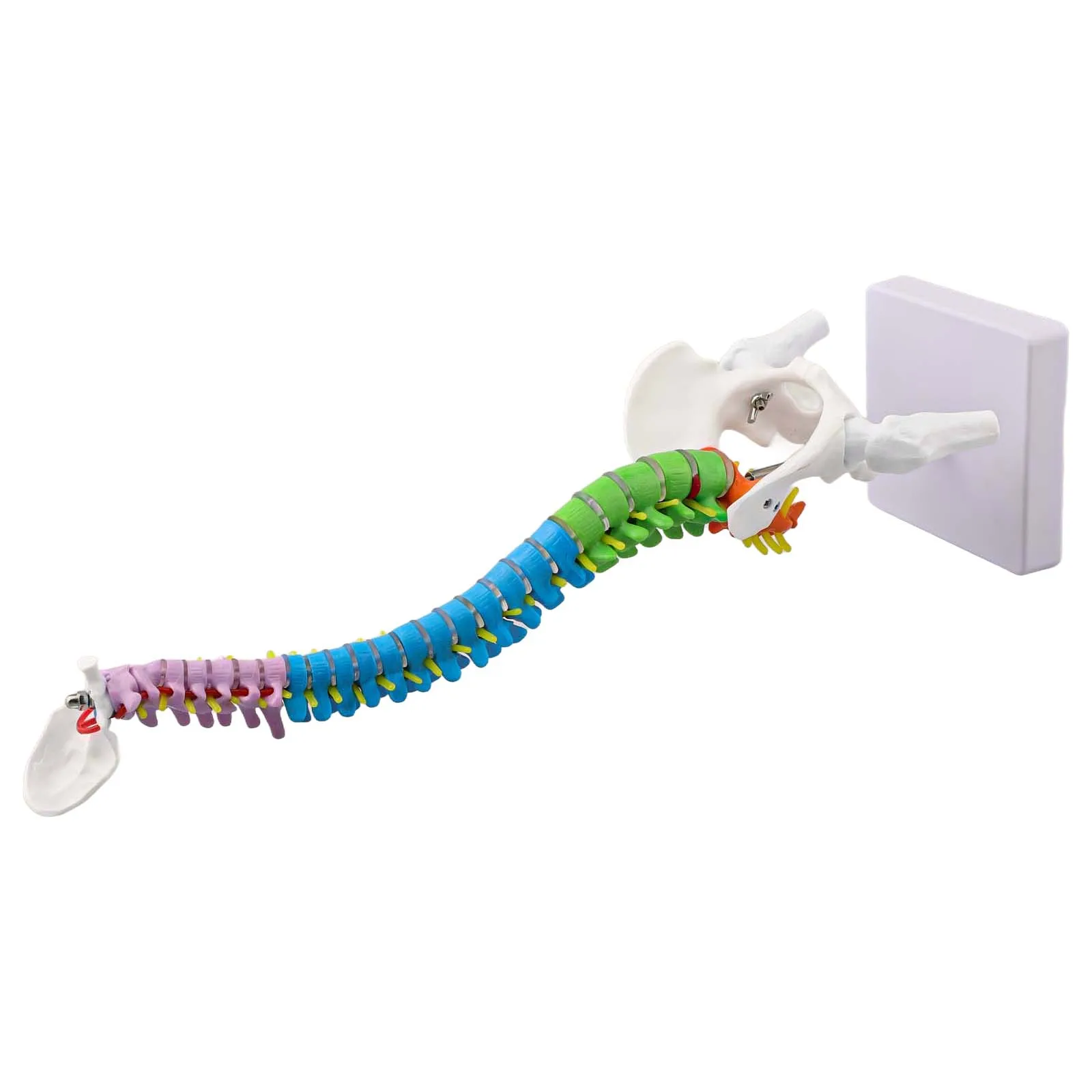 45CM Color Coded Human Model With Stand For Anatomy Teaching Education PVC Vertebral Column Demonstration Tool