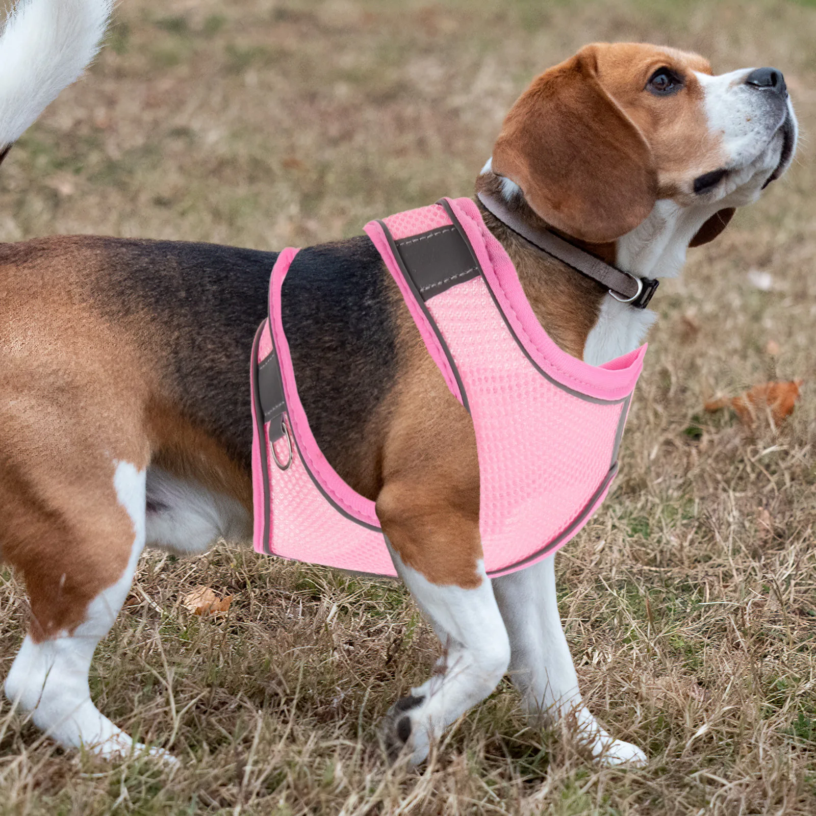 

1 set 1 Set Dog Harness With Leash Breathable Reflective Pet Harness For Walking Training Durable Wear-Resistant Outdoor Safety