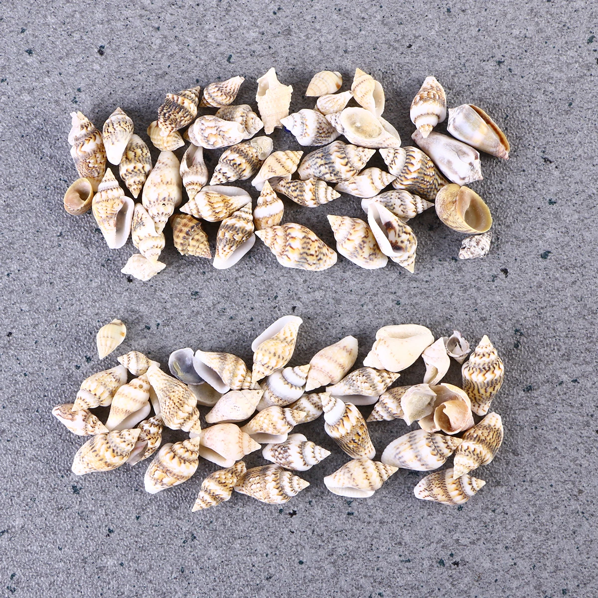 

250 PCS Conch Shell Garnish Seashell Set Seashells for Crafts Natural Decor Beach
