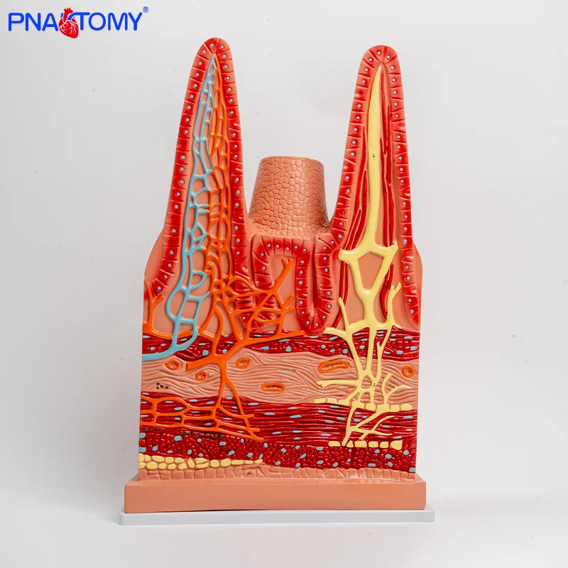 

Anatomical Model of Small Lntestinal Villi Lntestinal Digestive System of Human Organs