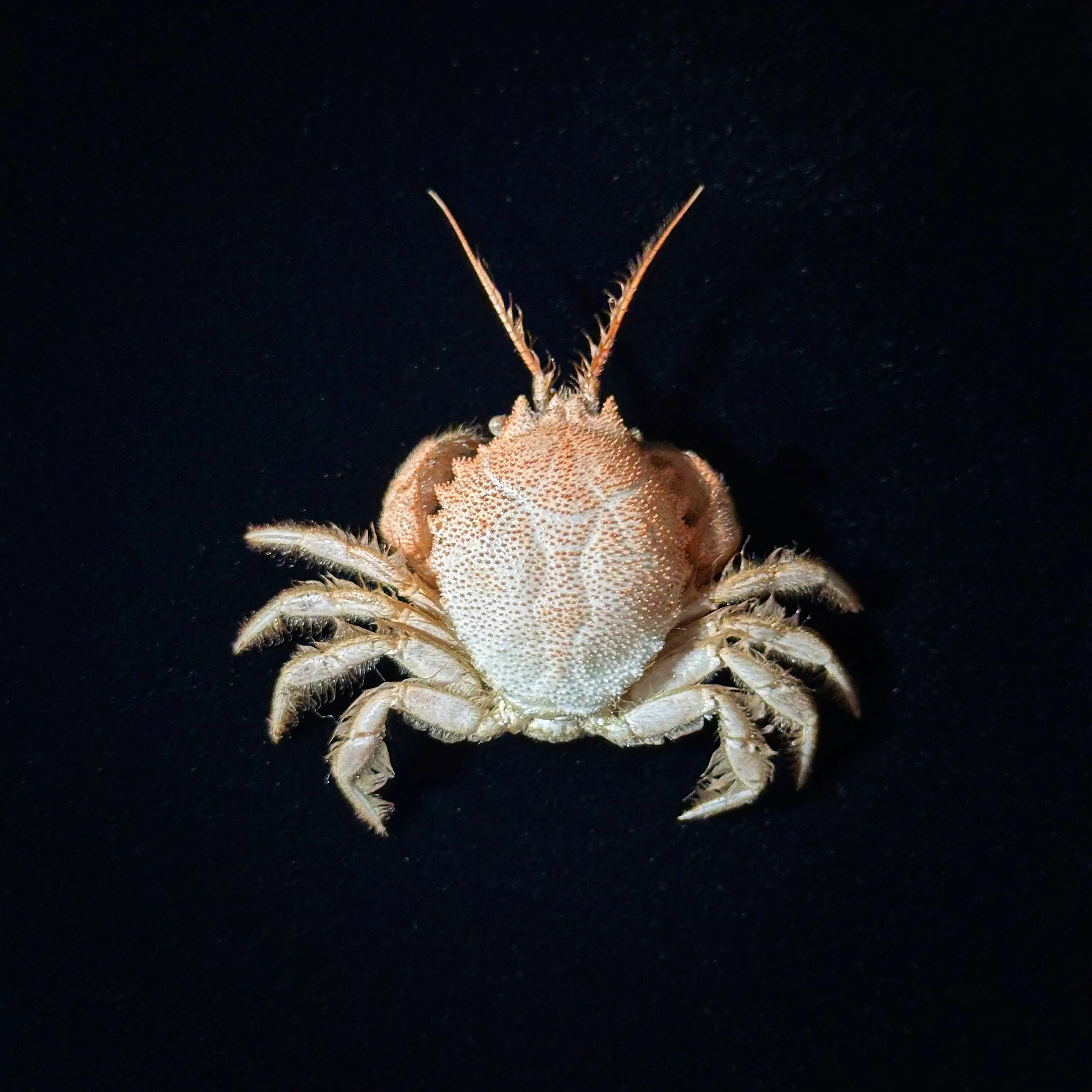 Gomeza Bicornis Real Crab Pure Handmade Specimen Popular Science Collection