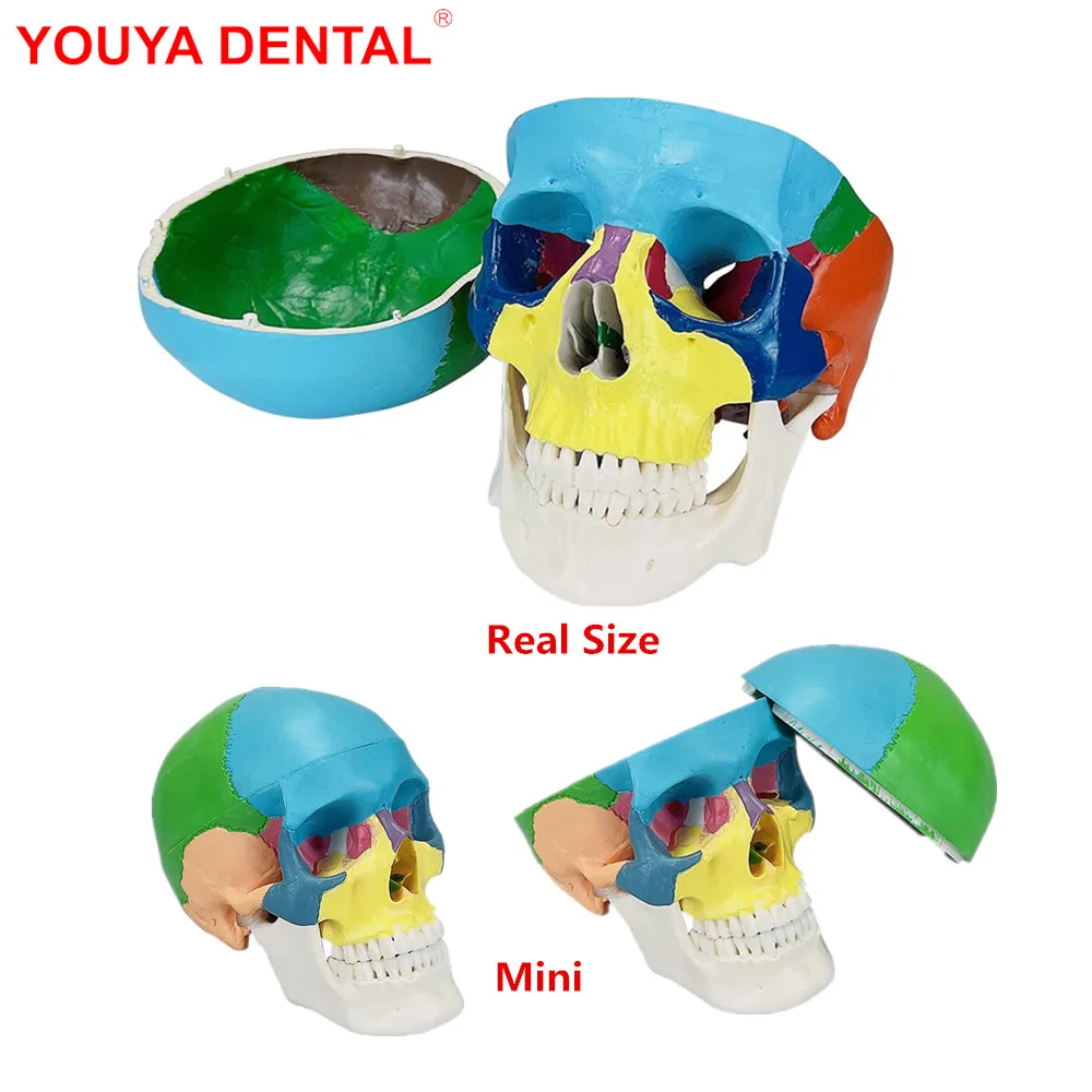 

Skull Model Dentistry Medicine 3D Human Anatomical Anatomy Head Skeleton Skull Head Model For Education Studying Dental Products