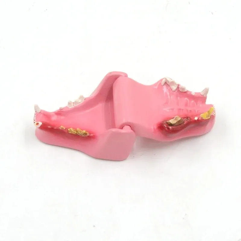 Cat tooth model Cat oral pathology Oral tooth decay cat anatomy