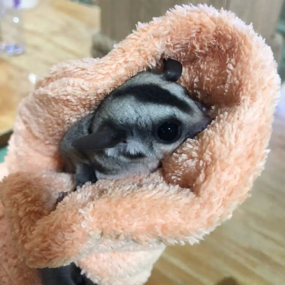 Anti-Bite Gloves Sugar Glider Bonding Mitt Great for Bonding and Sleeping to Better Your Relationship with Your Pet
