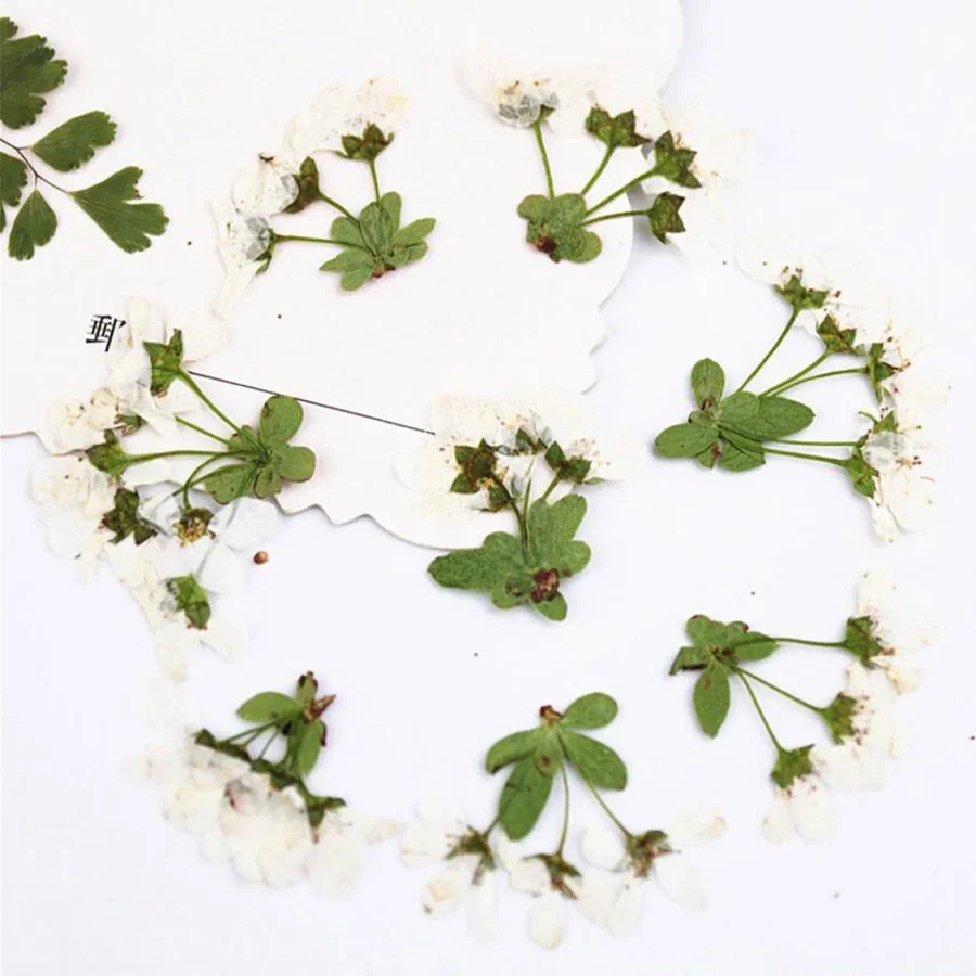 60pcs Pressed Dried Multi-head Ivory White Flower Stalk Plant Herbarium For Jewelry Postcard Invitation Card Phone Case Making