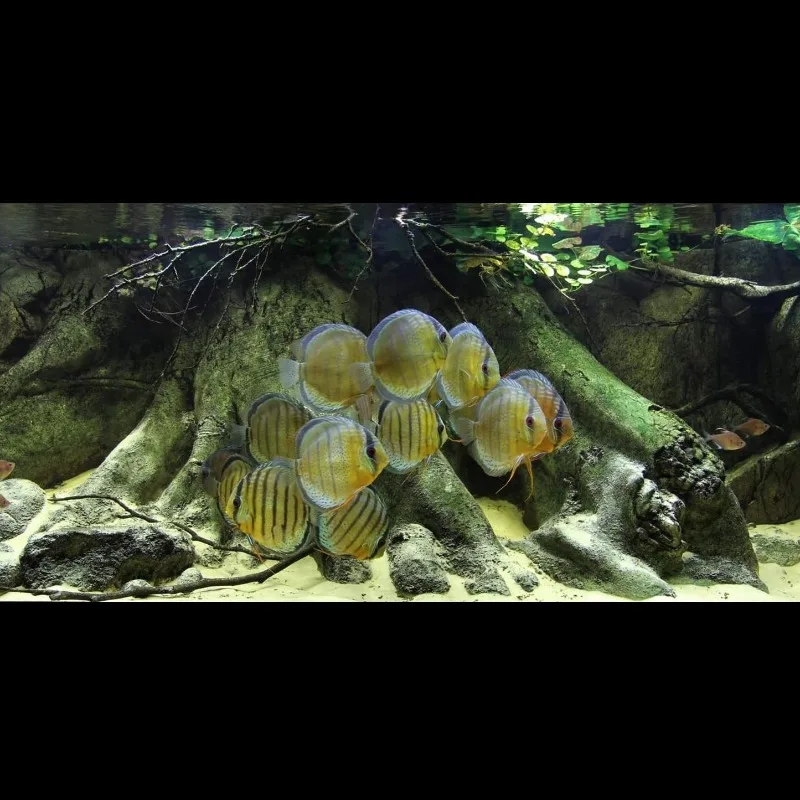3D aquarium background board Three-dimensional landscaping board in the fish tank