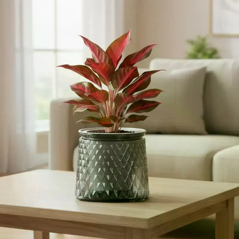 Transparent Self Watering Flower Pot Mini Desktop Plant Fish Tank Vase