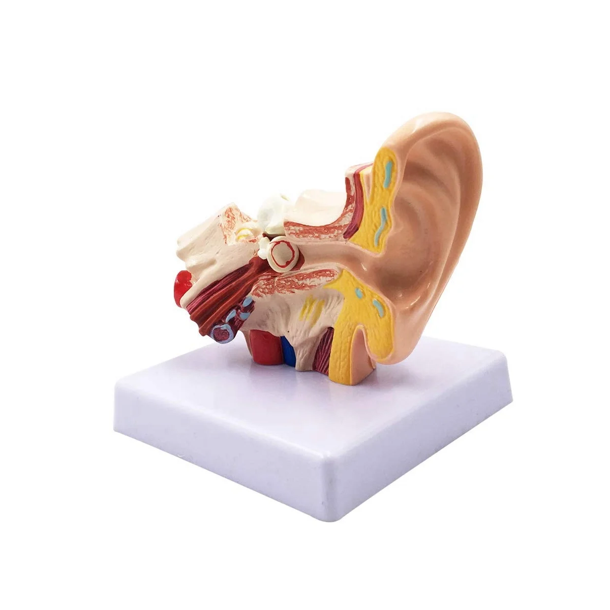 1.5X Human Ear Anatomy Model - Professional Desktop Inner Ear Structure Simulation Model for Education