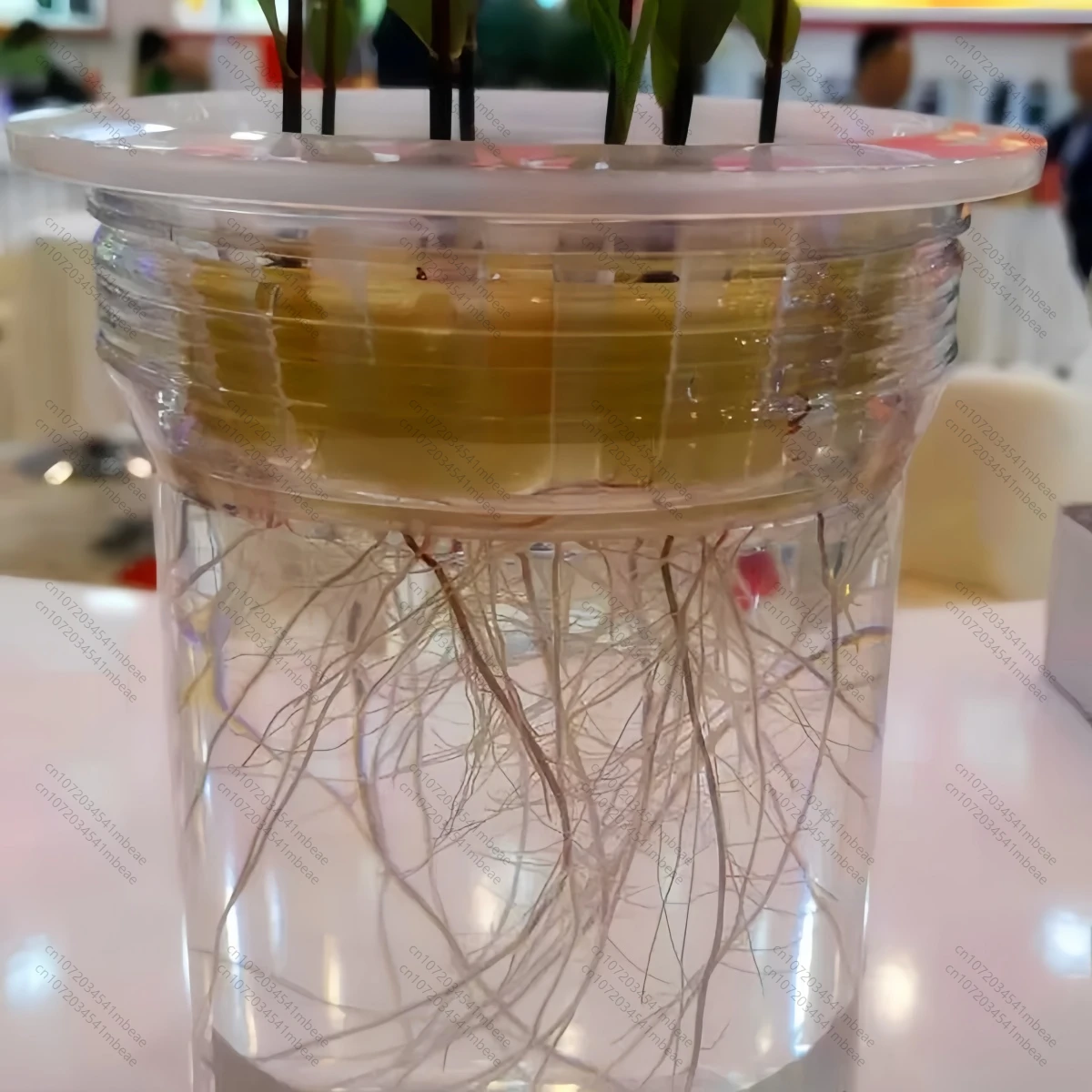 Hormon korzeniowy NAA 98% TC 1 – Rooting Hormone Powder recenzja i cena
