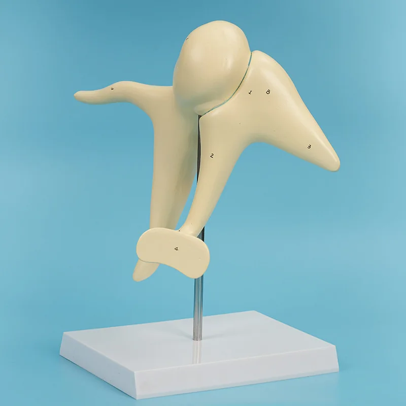 Audible ossicles enlarged anatomical model sensory system teaching model
