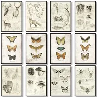 Classic Vintage Wall Art Botanical Education Butterflies Insects HD Canvas Printed Poster Home Living Room Office Decoration