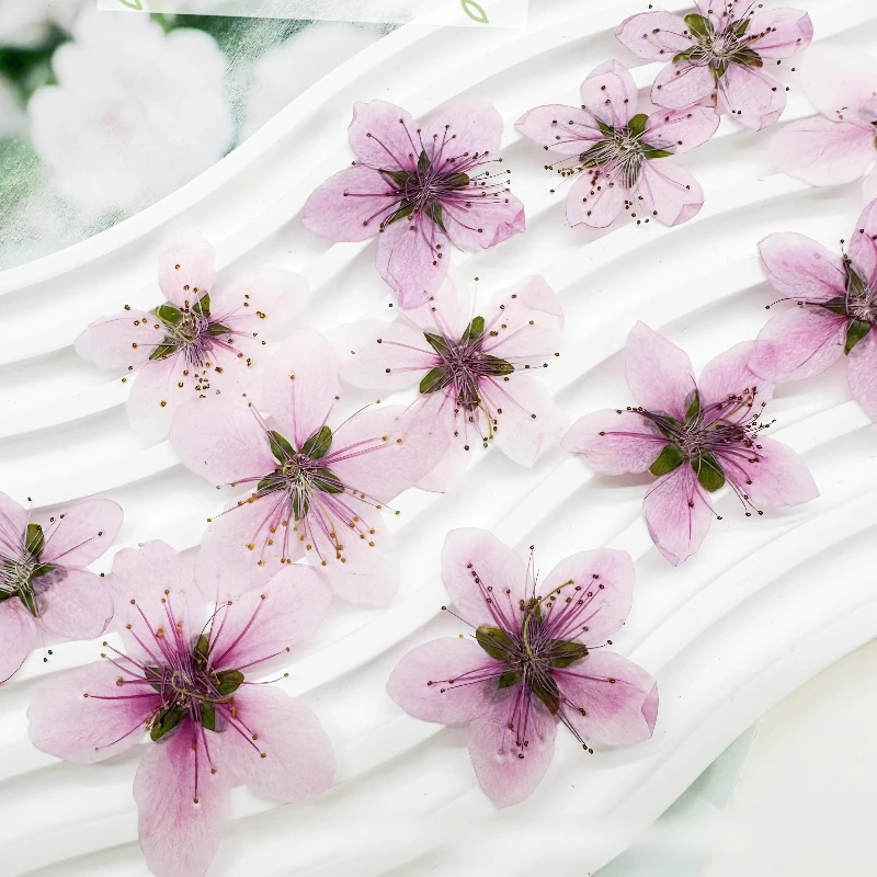 12pcs,Nature Peach Blossom Pre - Pressed Flower Frame ulasan dan harga