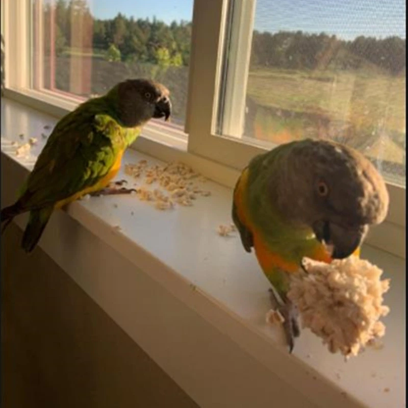 3 عبوات من لعبة مضغ الطيور على شكل كرة طبيعية لعبة تقطيع الببغاء لزراعة فينش كوكاتيل أفريقية للجربوع الرمادي