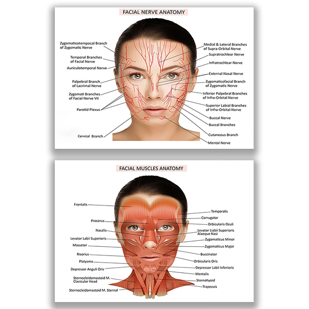 

Facial neuroanatomy, facial muscles poster, nurse syringe art, botox and filler syringes, beauty salon Med Spa decoration