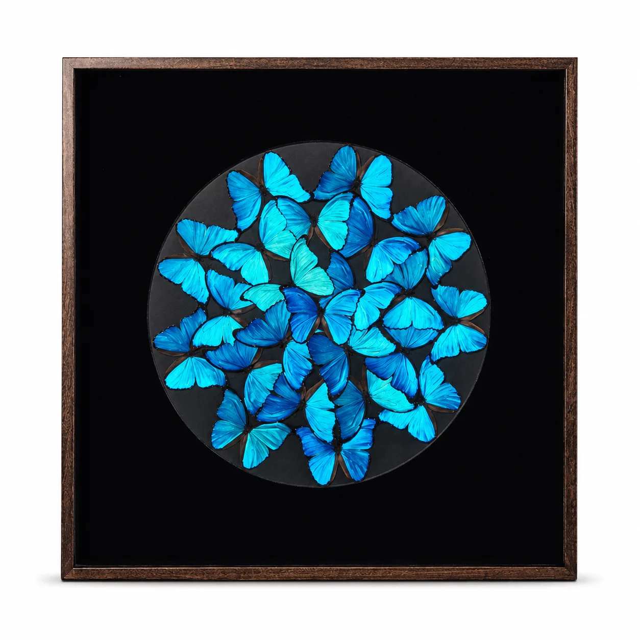 Real Blue Morpho Butterfly Specimen Display, 90x90cm Framed Wall Decor, Blooming Butterfly Art for Home Office