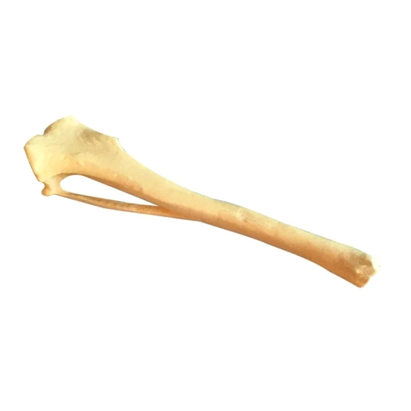 Dog Tibia Skeletal Model Animal Tibia Skeleton Model Medical Teaching Aids