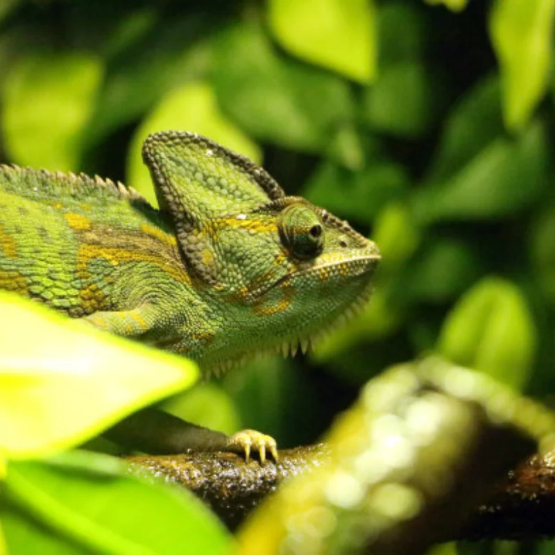 

Рамочная балка, карбоновое графитовое шасси, профессиональные рамочные направляющие для 1/10 осевого гусеничного грузовика SCX10 RC, внедорожника