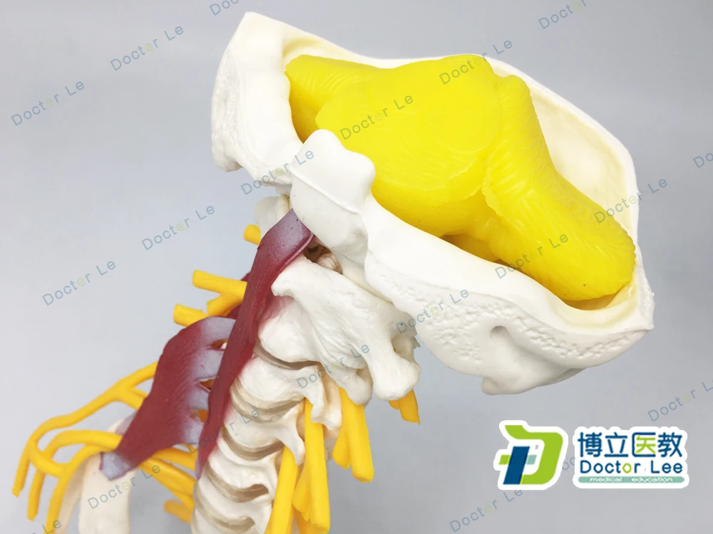 Human Cervical Spine Model Cervical Vertebrae Neck Muscle Model Cervical Nerve Intervertebral Disc Model