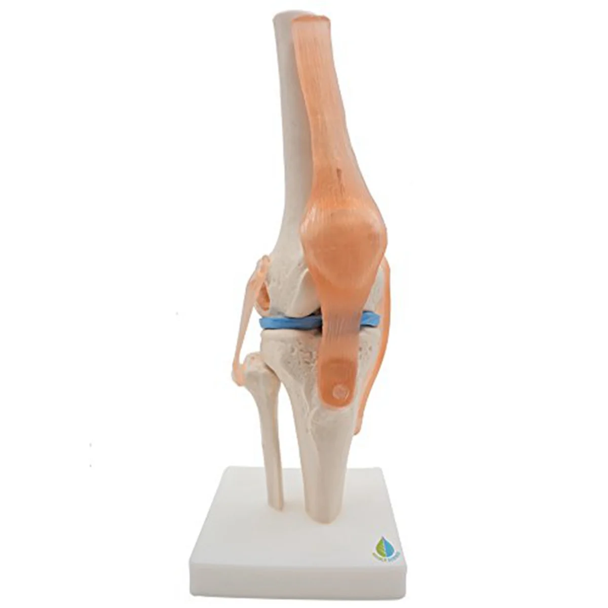 Anatomical Knee Joint with Ligaments Model, Life Size