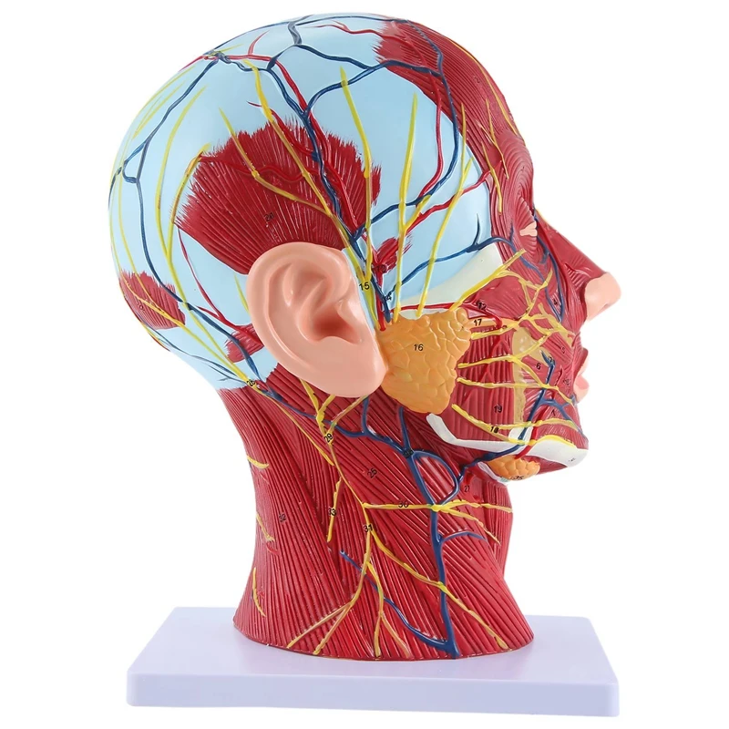 

Head Midsagittal Plane Teaching Model Parotid Gland Cervical Spine Head And Neck Anatomy Otolaryngology Model Durable