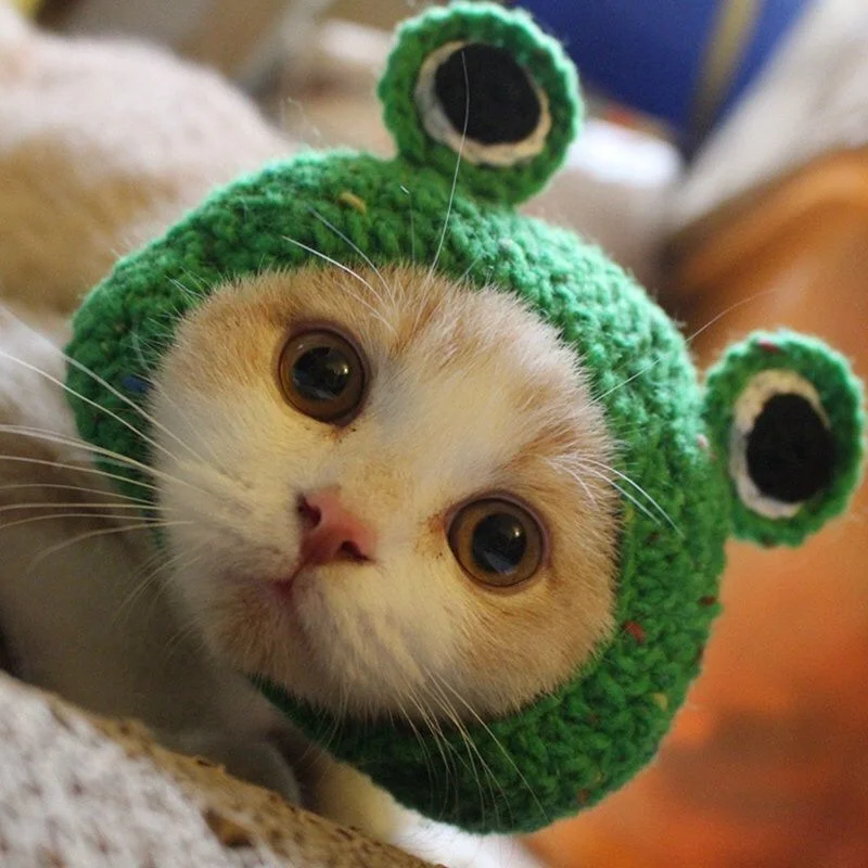 Knitting Wool Pet Hat Cute Cat Headwear Frog Puppy Kitten Hat Handmade Winter Autumn Dog Accessories for Little