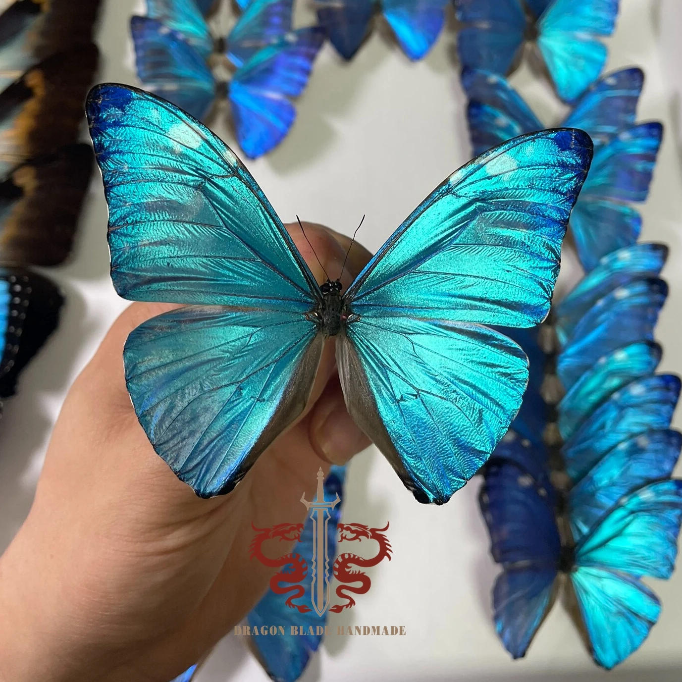 Butterfly specimen Morpho adonis female, 1pc wings spread A1/A- high quality, Decorative Display Collection Gifts