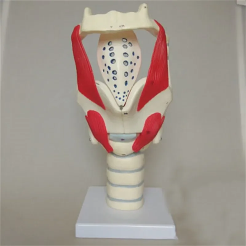 Hot Structure and Function of Larynx Model,Human Anatomical Larynx model