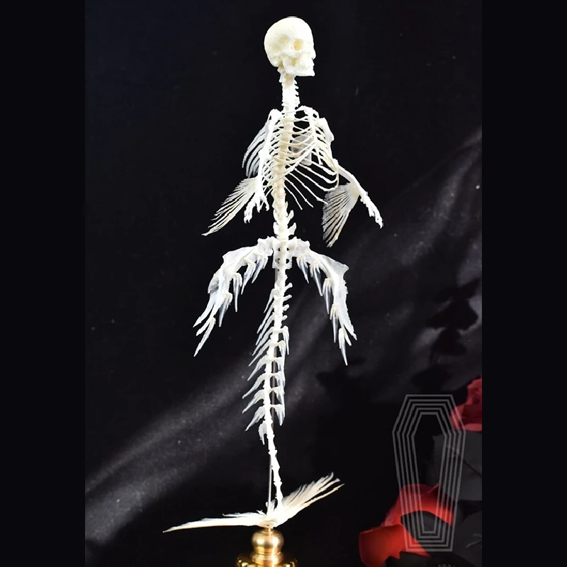 2118 Mermaid Skeleton Specimen Fantasy Creature Animal Ornament Desktop Decoration Unique Design Birthday Holiday Gift Vintage