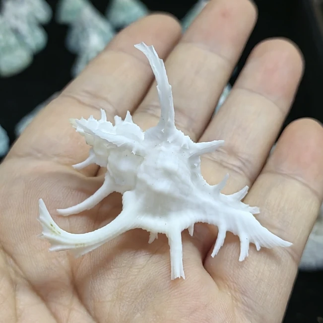 

3-5,5 см Натуральная ракушка Chicoreus Nobilis, ракушка, Коллекция редких образцов, улитка, Hermit, краб, сменная ракушка, украшение для аквариума