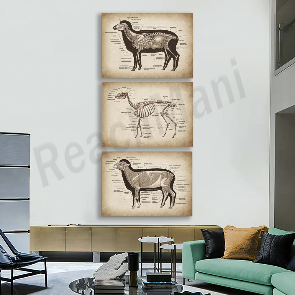 Vintage Sheep Anatomy Poster, Large Mammal Physiology Art, Farm Animal Art, Vet Office Gifts, Vet Clinic Wall Decor