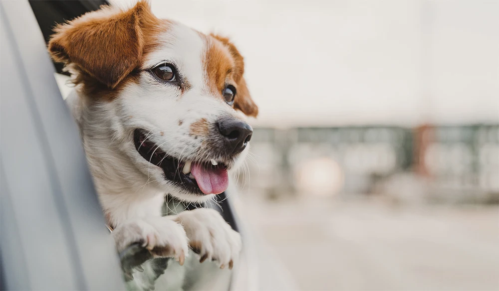 PETRAVEL Hund Auto Sitz Abdeckung Wasserdicht Pet Reise Hund Träger Hängematte Auto Hinten Zurück Sitz Protector Mat Sicherheit Träger Für hunde – Detail 1