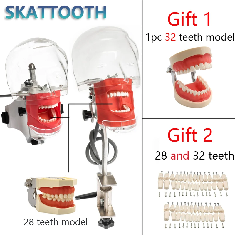 

Simple Head Model with Teeth Dental Simulator Phantom Models for Dental Teaching Training Practice Model Dentistry Equipment