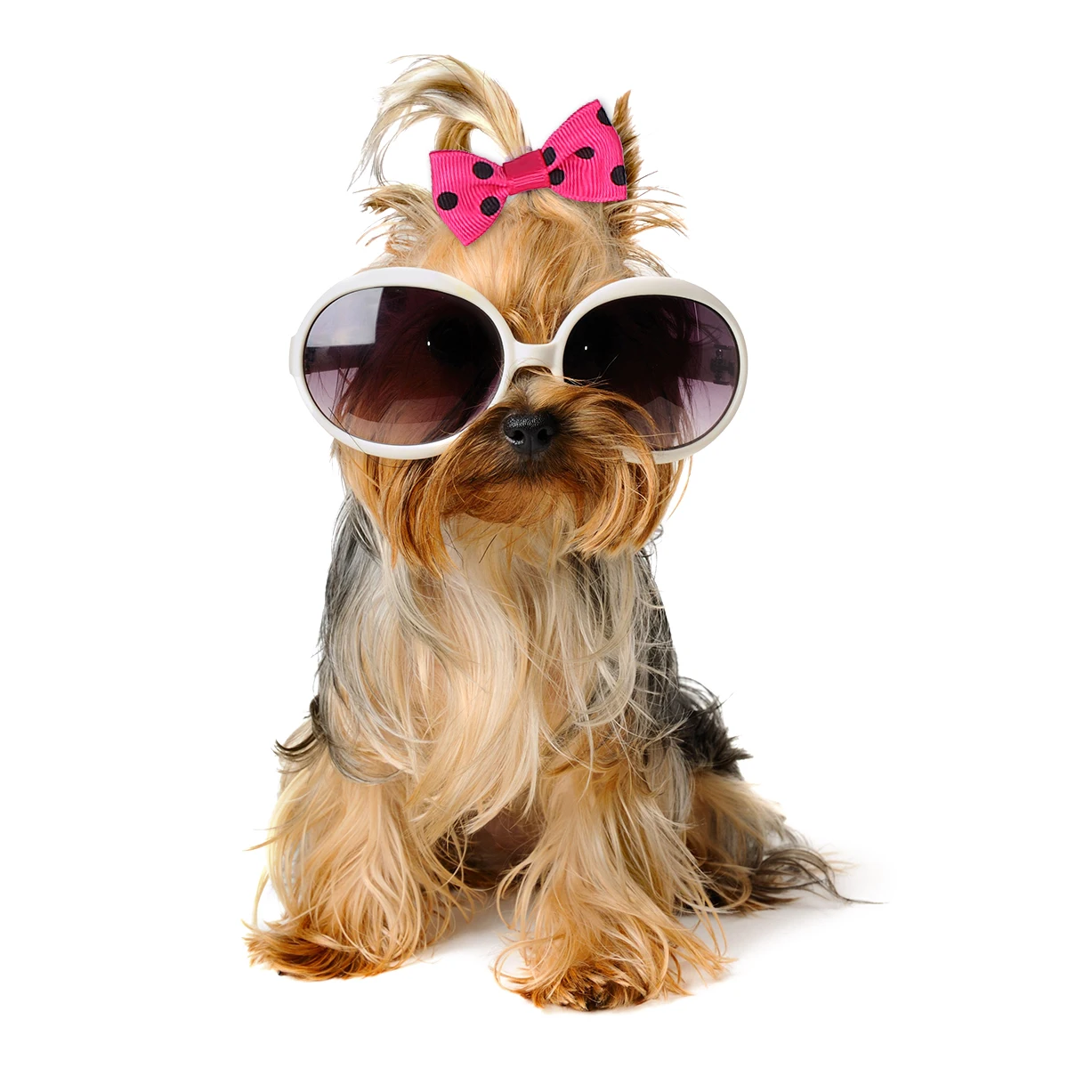 

40 PCS Puppy Hair Ties Pet Dog Bands Bowknot Accessories Decorations for Puppies