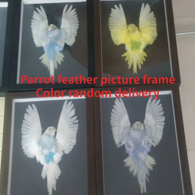 Real parrot feather picture frame home decor living room decoration  home decoration accessories gift