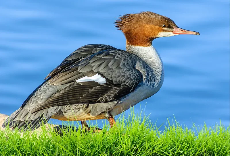 Receptor BAYCK ELRS NANO: banda dual de 2,4 GHz/900 MHz, antena en T, actualización WiFi, baja latencia (para drones de carreras con visión en primera persona de largo alcance)