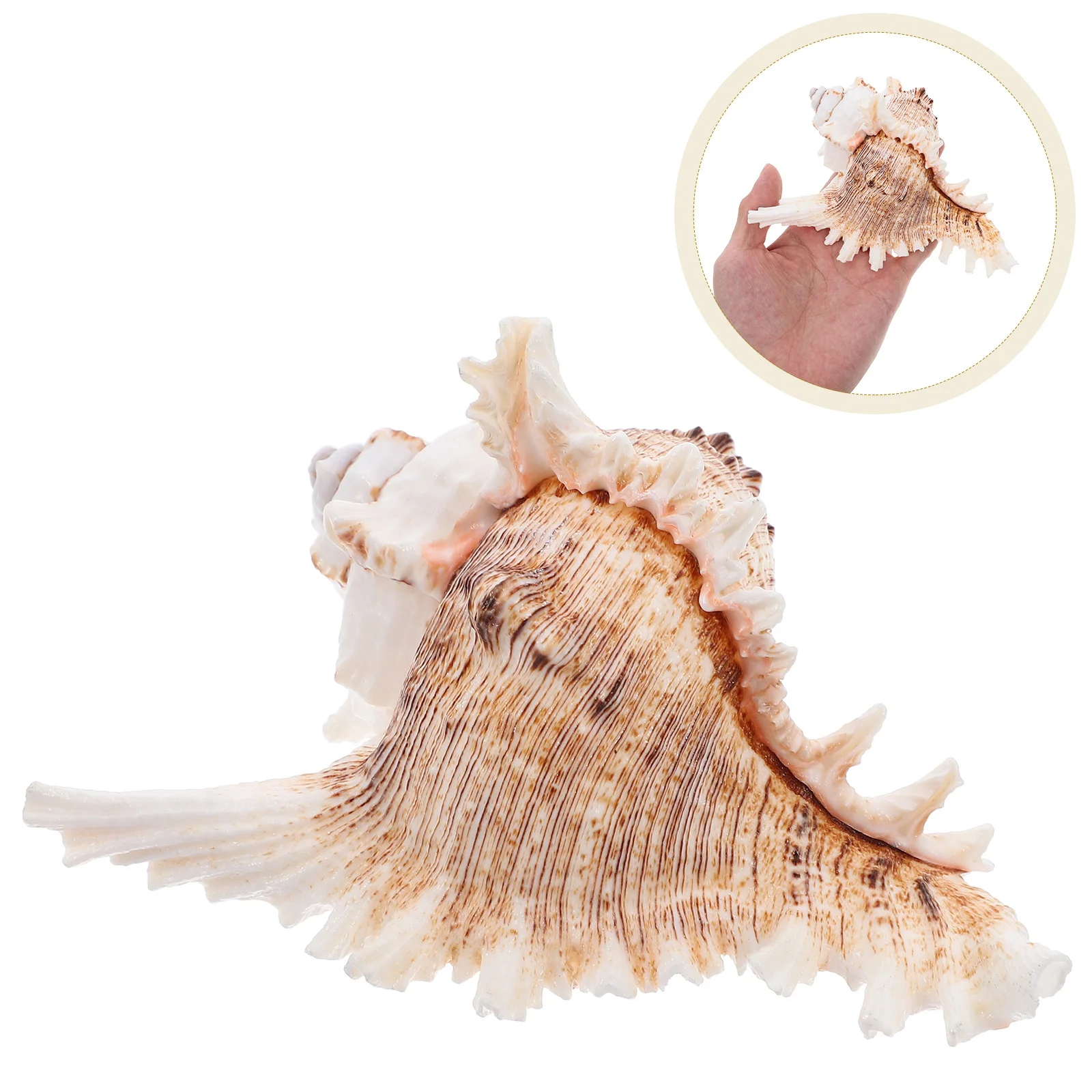 

Large Conch Shells For Diy Crafts Wedding Decor Fish Tank Aquarium Home Decoration Sea Shell Vase Filler Coastal Party