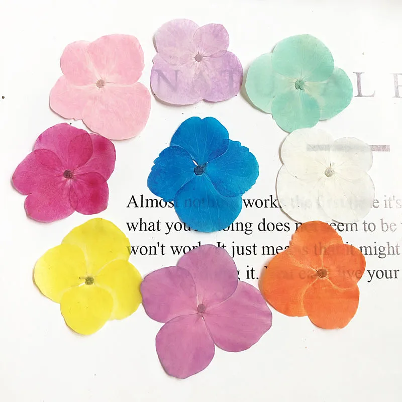 60pcs Pressed Dried Hydrangea Macrophylla Flower Plants Herbarium For Jewelry Phone Case Photo Frame Postcard Bookmark DIY