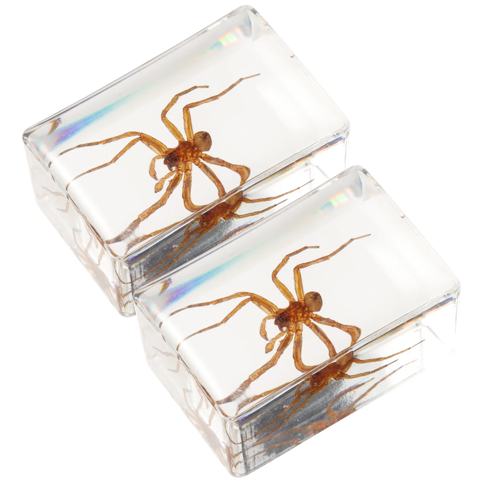 Spinnenmodell-Sammlung, transparent, bernsteinfarben, Insektenproben, Bastelornamente (haarige Spinne), 2 Stück, Desktop-Harz-Dekor, Reisen