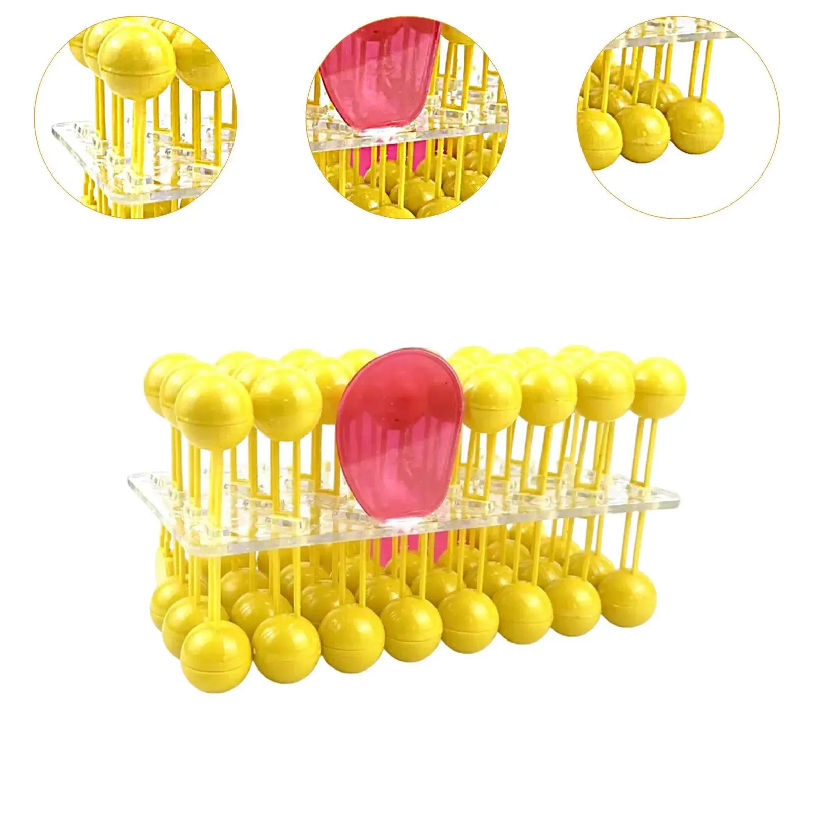 Bilayer Cell Membrane Structure Teaching Model for School Students Classroom