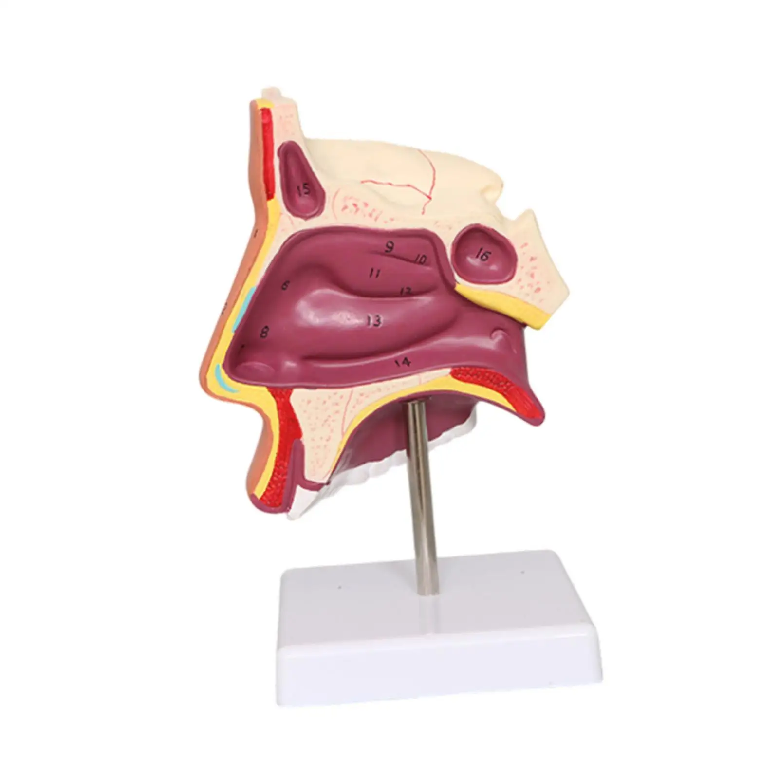 Модель носовой полости человека, демонстрационная модель, реквизит для детей, подарок