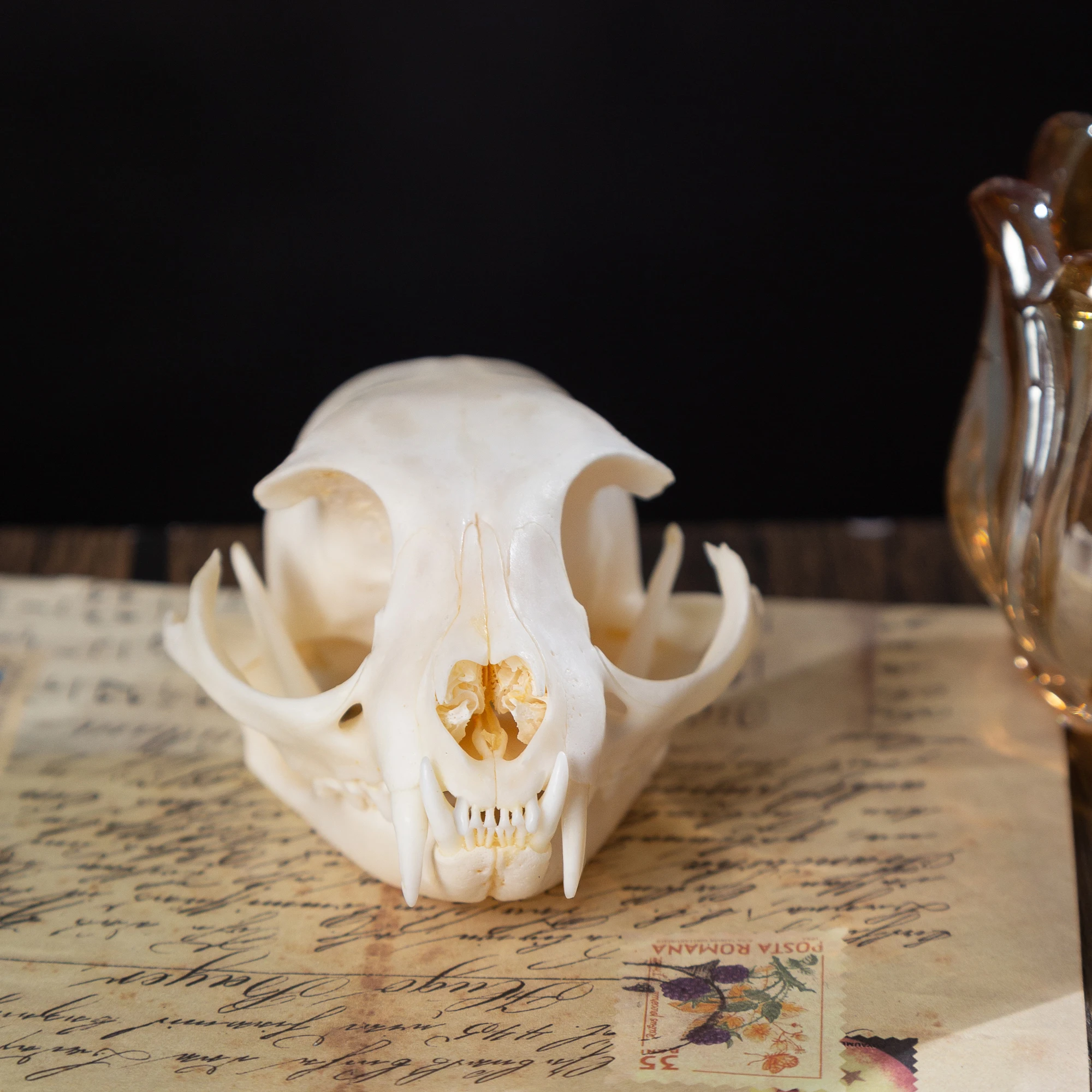 1/5/10 pièces Collection exquise d'os d'animaux de crâne réel pour l'artisanat, la décoration de la maison, les échantillons d'étude à collectionner, cadeaux spéciaux bricolage