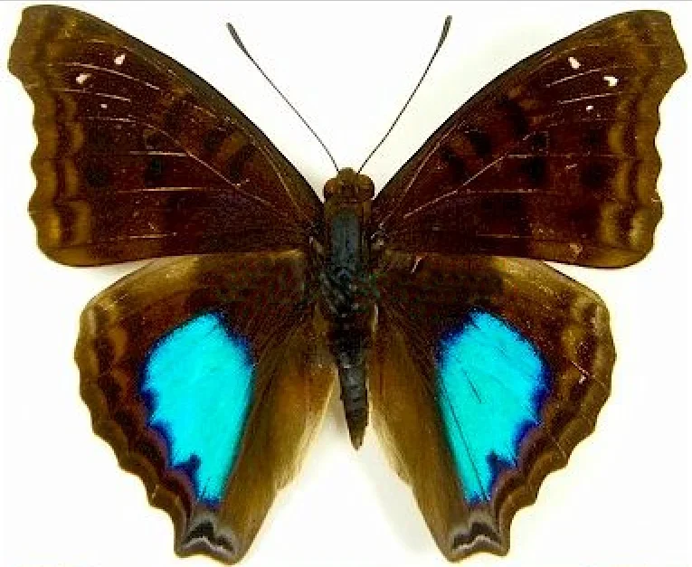 Morpho Menelaus Occidentalis Doxocopa Cyane Real Butterfly Specimens Without Open Wings Entomologist Insect Lover