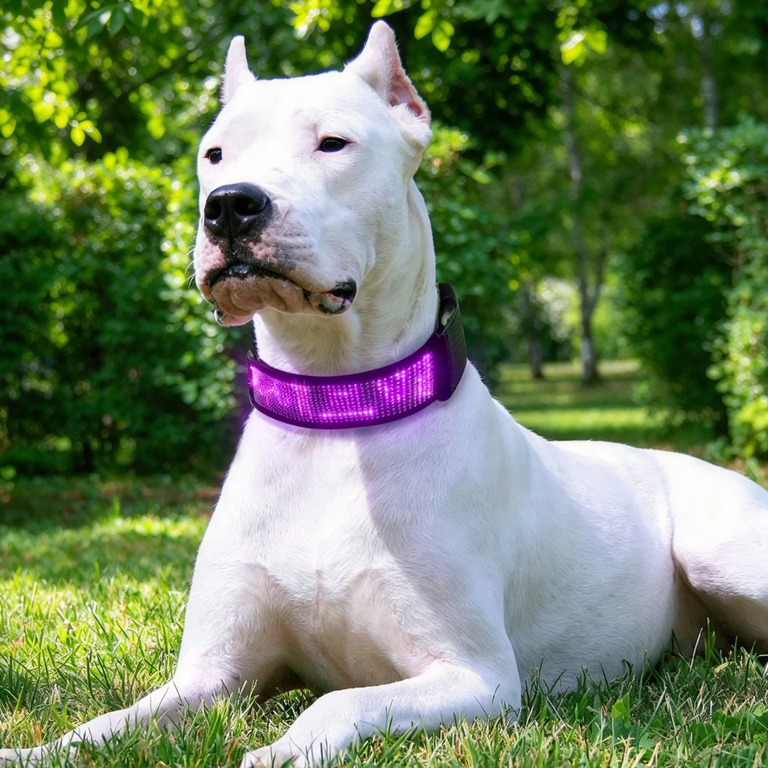 LED Display Pet Collar Phone Programmable Single Color LED Dog Collar Glowing Light Up Leash Walk Rechargeable