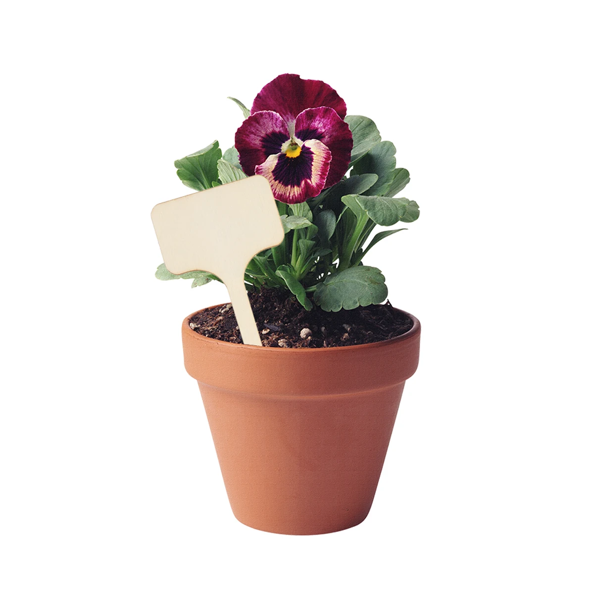 

50 Pcs Wooden Plant Label Plants Signs Potted Handicrafts Labels Garden Tags Gardening