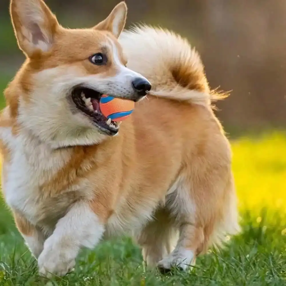 Thumbnail 4 - #26 Dog Balls Comparison Guide