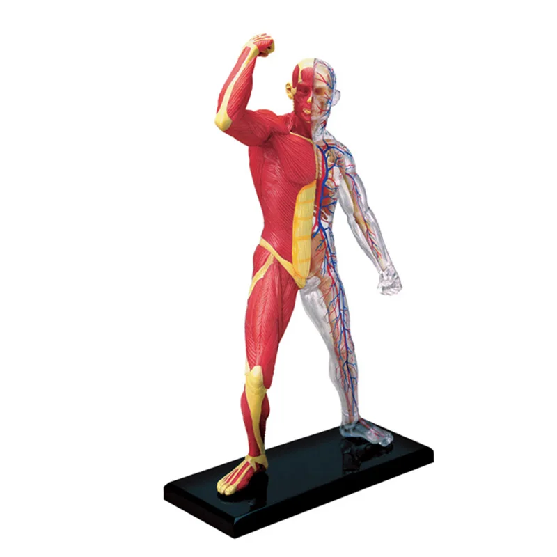 

4D Human Anatomy Standard Medical Anatomical Model PVC Detachable Puzzle Assembly Children's Education Model
