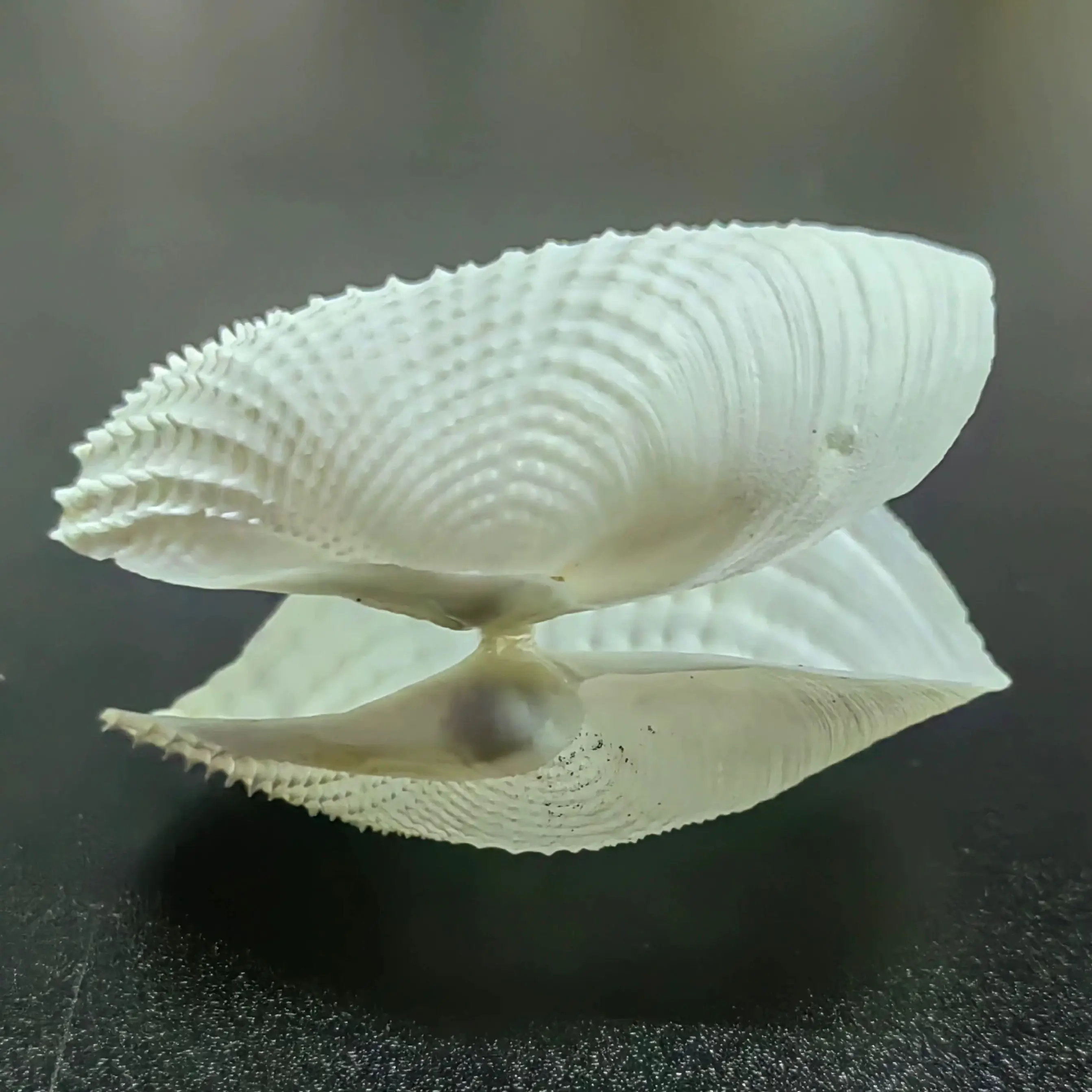 Natural Conch Wide Shell Whole Sea Bamboo Shoot Specimen Collection Home Decoration Natural Growth