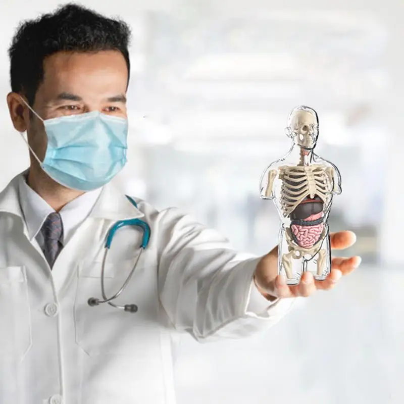 

Kids Anatomy Toys Science Kit Transparent Anatomy Model Educational Toys Physiology Study Tools Half Human Torso Assembly Kit